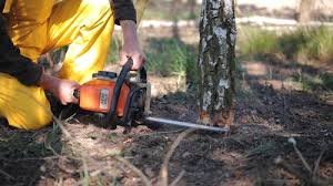 Leaf Removal in Countryside, VA