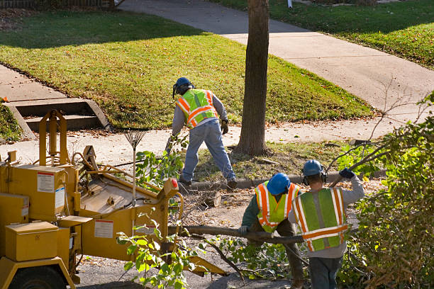 Best Root Management and Removal  in Countryside, VA