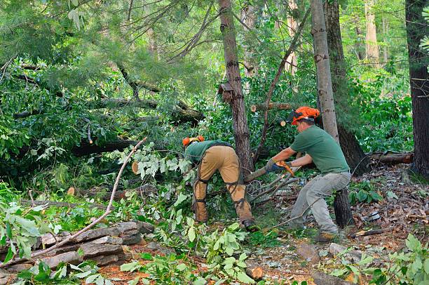 Best Leaf Removal  in Countryside, VA