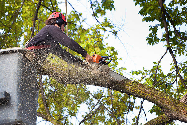 Best Tree Disease Treatment  in Countryside, VA