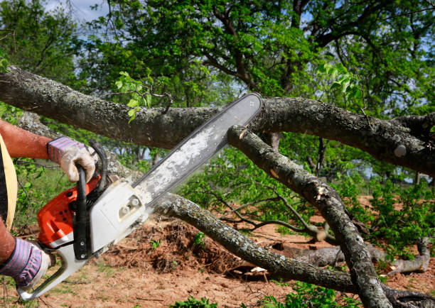 How Our Tree Care Process Works  in  Countryside, VA