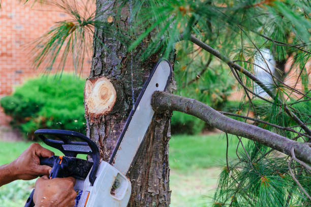 Best Tree Trimming and Pruning  in Countryside, VA